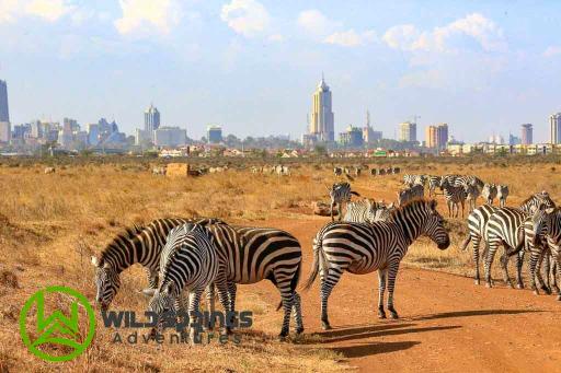 Nairobi National Park Morning Game Drive Safari Budget